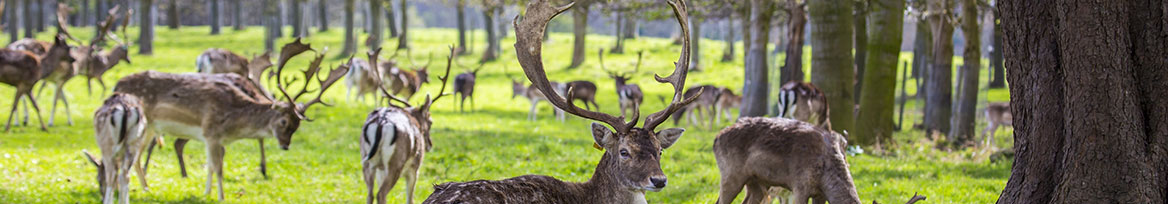 website-event-dcu-phoenix-park